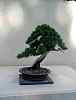 bonsai29.jpg
